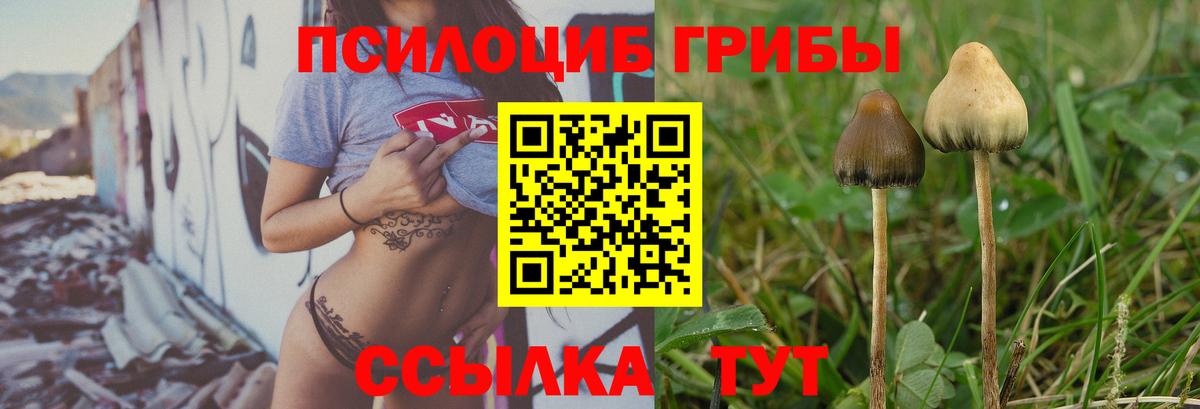 Псилоцибиновые грибы Psilocybine cubensis  Шали  Галлюциногенные грибы Psilocybine cubensis 